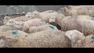380 bas qara dolaq sortu hamisi bogaz elaqe 051 879 61 23