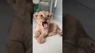 Lion cub #lion#pet#rescue#rescueanimals#animals#shortvideo#shorts