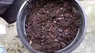 How to Grow Iris from Seed in Winter | Step-by-Step Guide 1/2