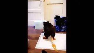 Oh, my God! #dog #funnydog #dogsvideo #foryou #dogsoftiktok #cutedogs #dogs #doglover #viral #fyp