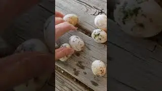 Duck Egg Float Test