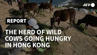 Hiking surge leaves wild cows starving on Hong Kong's Grass Island | AFP
