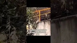 RELAJADO #fails #monkey #mono #funny #life #viral #shorts #risa #mexico #humor