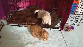 Wispas Toy Poodle Pups 06062019 6