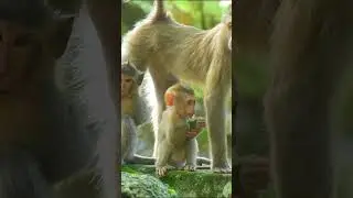Very adorable active baby Lucie monkey