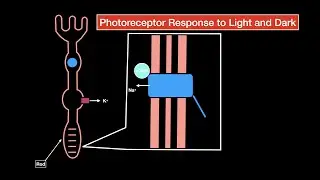 How do Photoreceptors Respond to Light?
