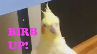 Birb Up!