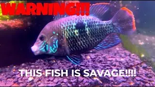 Fish 101: Beginner&rsquo;s Guide to Green Terror Cichlids (Care, Tank Setup & Tips)