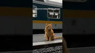 Between Loops｜循環之間 ｜ [Being Carried] #pets #cat #dog #healing #peaceful