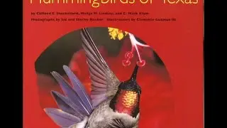 Attract hummingbirds |Mark Klym |Central Texas Gardener