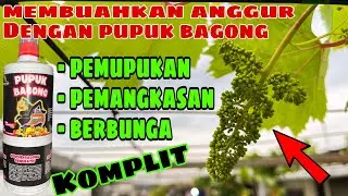 Membuahkan Anggur Dengan Pupuk Bagong | dari pemupukan, pemangkasan sampai berbunga‼️🍇