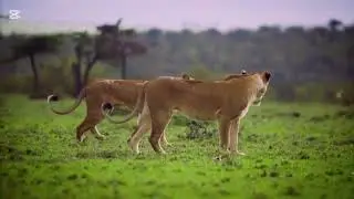 &ldquo;Royal Bengal Tiger in Action | Wild Animal Video/Amazing Tiger Moments | Relaxing Nature Video&rdquo;