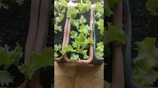 DICAS E CUIDADOS COM O PLANTIO DE ALFACE EM VASO,PLANTE UMA HORTA A&Iacute; NA SUA CASA.