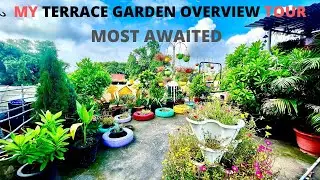 Beautiful Terrace Garden Tour | Rooftop Garden Overview Tour | Plant Life
