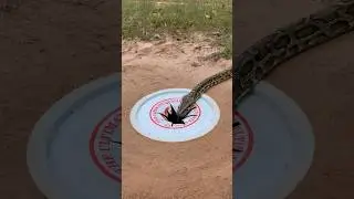 Amazing trap catch Python Snake   #shorts #python #pythontrap
