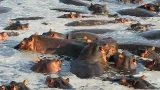 Hippo Trumpeting Noises