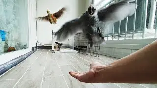 부르면 날아오는 닭 (My pet Chickens come flying when called)