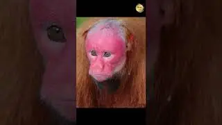 MACACO UACARI - BRANCO |  CONHE&Ccedil;A  O CACAJAO CALVUS  #viral #animal  #macacos #shorts