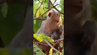 10 February 2026cutemonkey #smallmonkey #BBmonkey #Angkor Wat monkeys#indonesia #thailand #happytrip