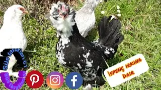 İspenç tavuklarım/ornamental chickens/#ispenç #ornamentalchickens