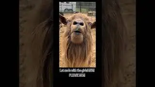 Listen to this guy! #lifeonthefarm #homestead #goat #goatsmilk #farmtour #cuteanimals #cute