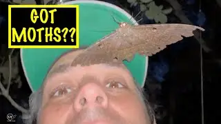 HOW TO ATTRACT MOTHS | FLORIDA KEYS