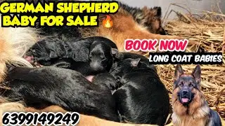 🔥GERMAN SHEPHERD LONG COAT BABIES FOR SALE &bull; SHOW QUALITY BABIES &bull; GSD IMPORT LINE BABY FOR SALE