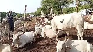 Cattle camp&rsquo;s life is amazing