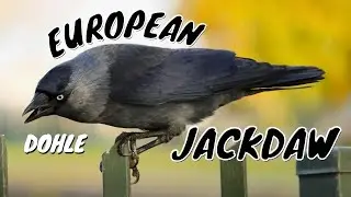 Beautiful: European Jackdaw (Corvus monedula)