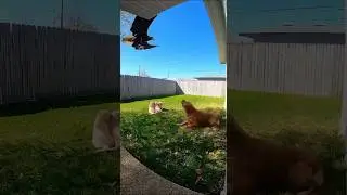 Hero Dog Protects Puppies From Eagle #dogs  #rescue  #animals