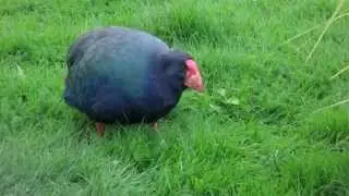Takahē bird in Te Anau eating Grass