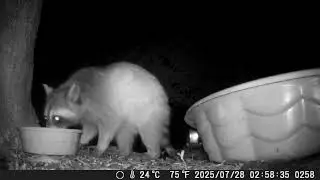 Early Morning Rocky #Missouri, #Nature, #birdfeeder, #trailcameras, #raccoon, #rabbit