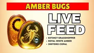 Real Amber with Insects - Butterscotch Amber & Museum