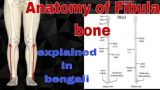 Anatomy of fibula bone in details(bengali) #1styearmbbslectures #anatomy
