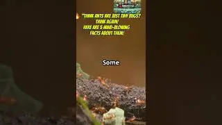 🐜 5 Fascinating Facts About Ants! 🐜#ant facts