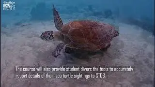 sea turtle awareness