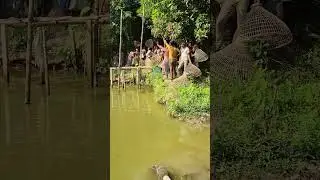 Asian Country Fishing #shorts | Amazing Rural Fishing Video 🇮🇳 Best Asian Fishing Technique #shorts