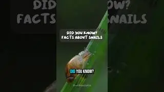 Have 12,000 Teeth?! The Horrifying Secret of a Snail's Mouth 🐌🦷 #Snail #UniqueFacts