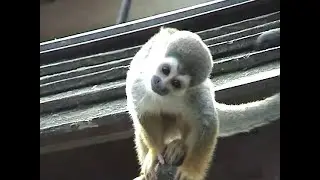 大牟田市動物園 (2003.11.18)