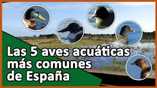 🟠🦆 5 AVES ACU&Aacute;TICAS m&aacute;s comunes de los HUMEDALES: &Aacute;nade, Pato cuchara, Focha, Gallineta, Zampull&iacute;n