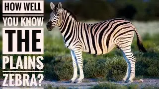 Plains Zebra || Description, Characteristics and Facts!
