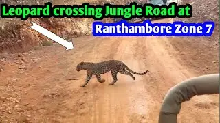 Leopard crossing Jungle Road at Ranthambore | Best Leopard Sighting Ranthambore Zone 7 and zone 8