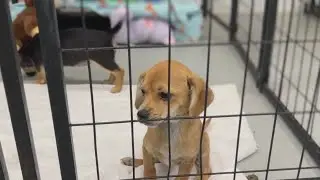 Houston Pets Alive conducting largest fundraiser ever