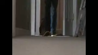 The Mutant Dog Mystery