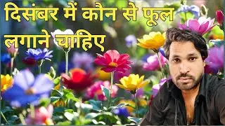 Pansy plant information | Pansy flower plant care in Hindi
