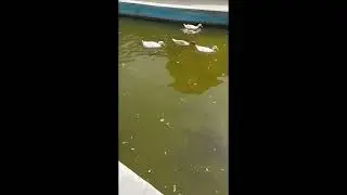 DUCKS RACING AT THE POND