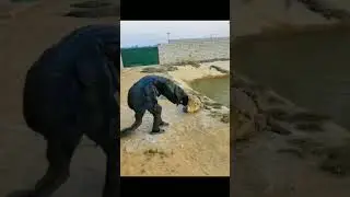 The Alpha Crocodile in action 🐊 #hilarious #short #dangerous