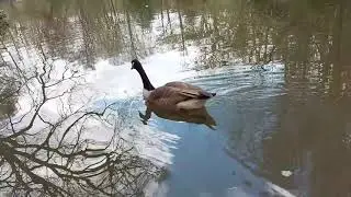 Spring Mindfulness in Nature - Reflections on a Lake