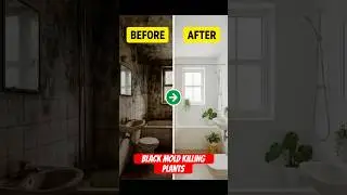 Fed up with bathroom mold? 5 indoor plants to rescue your space!