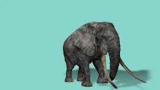 Elephant FREE 3D Models With Animation And rigged In Cinema4D FBX
